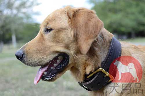 レトリバー　首輪 (ダブルレザー)