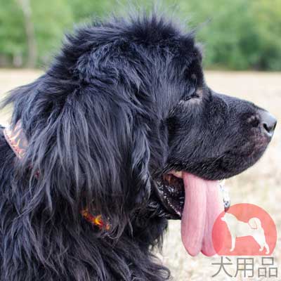 ニューファンドランド　首輪　炎柄付の手描きデザイン