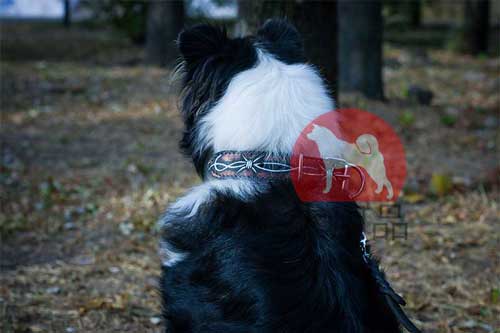ボーダーコリー用首輪(有刺鉄線柄)
