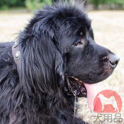 ニューファンドランド　首輪　40mm 茶色