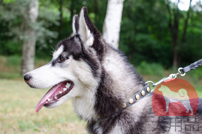 ハスキー　レザー首輪　おしゃれなコンチョ付き