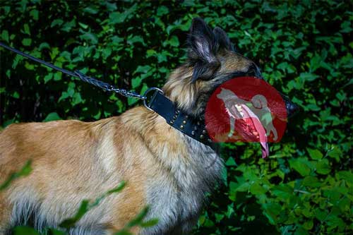 タービュレン　首輪(ミックス金具)