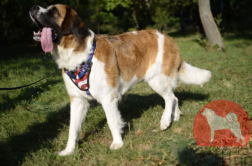 大型犬用ハーネス　アメリカンプライド