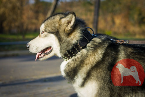 大型犬 首輪 かっこいい商品 9 085