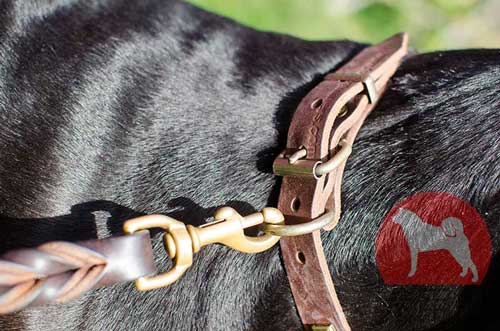 グレートデン用首輪(スタッズ付)