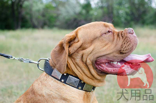犬用首輪│ボルドー・マスティフ用ニッケル金具付き首輪