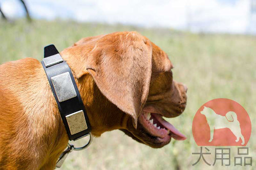 革首輪│ボルドー・マスティフ用プレート首輪