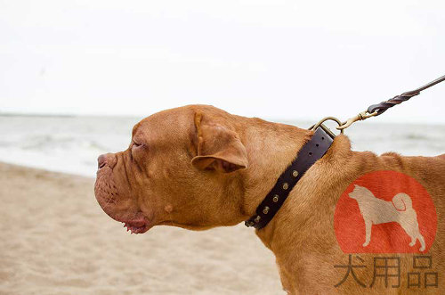 犬首輪│ボルドー・マスティフ用おしゃれ首輪