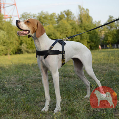 大型犬の日常散歩用ウェイトプル　ハーネス　本革製