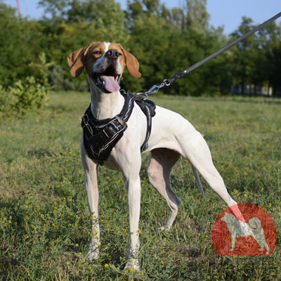 イングリッシュポインター　胴輪　本革製