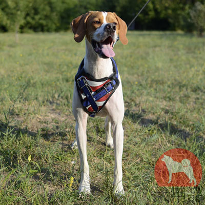 ポインター　ハーネス　アメリカ国旗模様のオリジナルデザイン