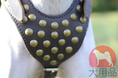 イングリッシュポインター　胴輪　本革製　古風のスタッズ付き