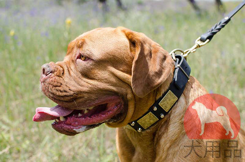 犬の首輪│ボルドー・マスティフ用デコ首輪