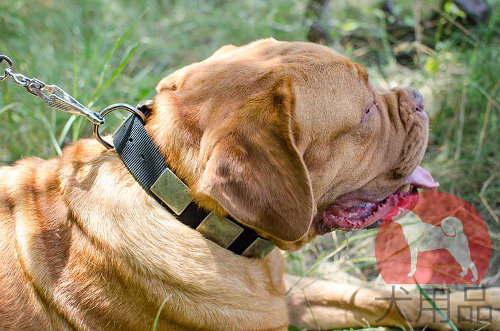 ナイロン首輪│ボルドー・マスティフ用プレート付き首輪