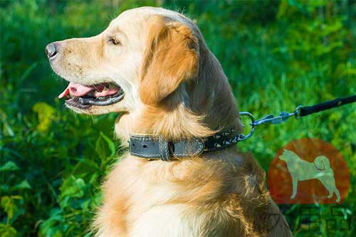 ゴールデンレトリバー　首輪(ダブルレザー、スパイク付)