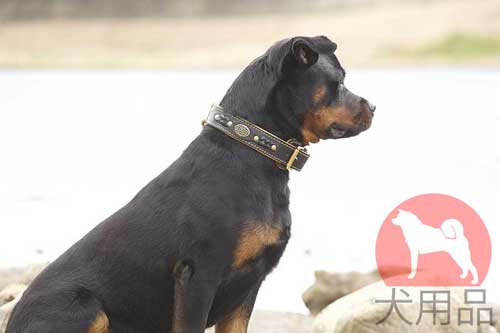 ロットワイラー　首輪(三つ編み付)