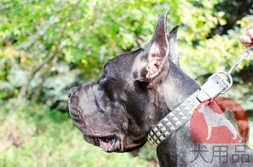 超大型犬　首輪(ピラミッド)