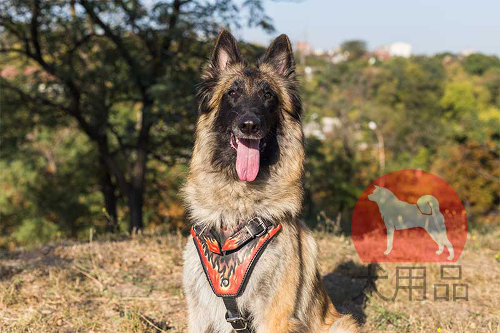 大型犬　ハーネス(タービュレン)