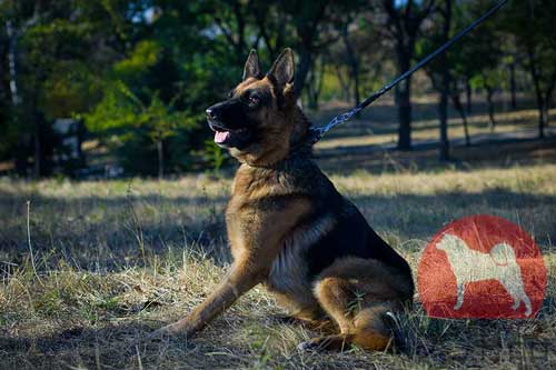 シェパード　首輪(スパイク付)