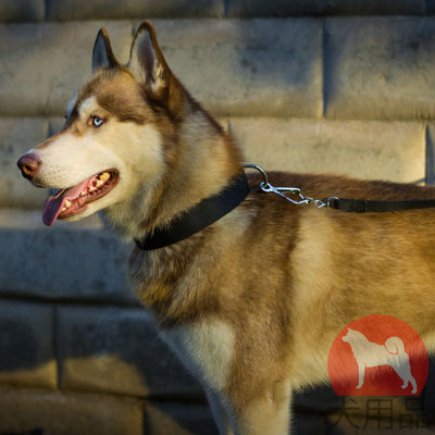 シベリアンハスキー　首輪　２重ナイロン製