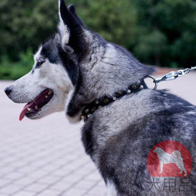 シベリアンハスキー　首輪　抜け毛防止　上質なレザー製