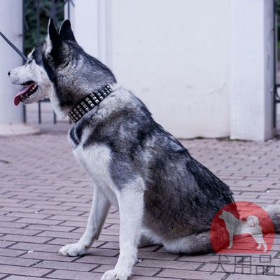 大型犬　レザー　首輪　ピラミッドスタッズ付き　幅は４cm