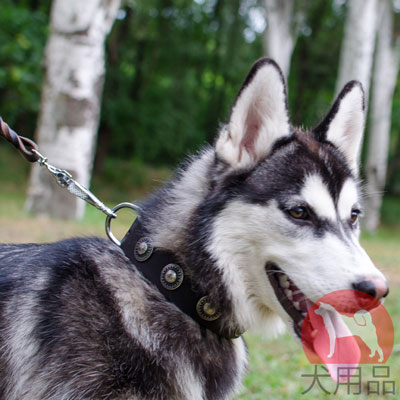 ハスキー　日常散歩　首輪　本革製　おしゃれなコンチョ付き