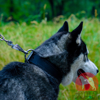 シベリアンハスキー　首輪　本革製　シンプルデザイン