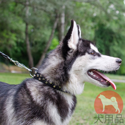 シベリアンハスキー　首輪　革製　スタッズ付き