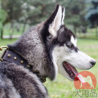 大型犬　首輪　ソフト革製　スタイリッシュなピラミッド型スタッズ付き