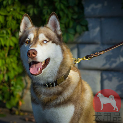 ハスキー　首輪　本革製　おしゃれなデザイン　幅広いベルト