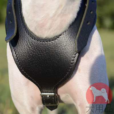 イングリッシュポインター　散歩に最適な大型犬　ハーネス　革製