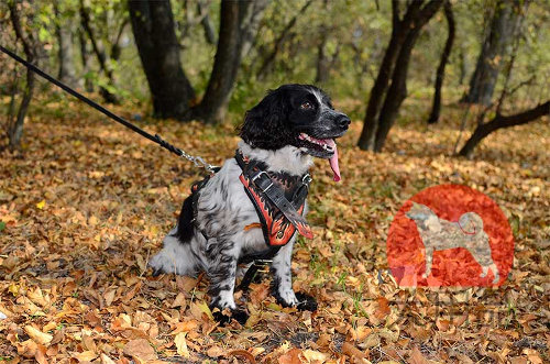 【中型犬ハーネス】スパニエル用デザインハーネス