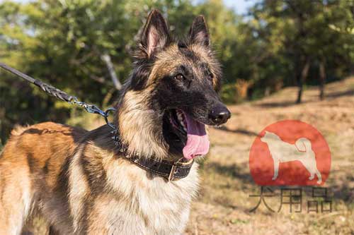 タービュレン　首輪(二重本革)
