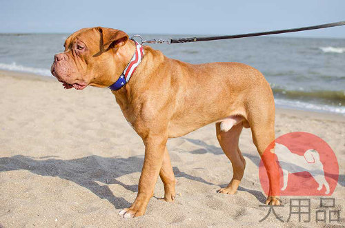 革首輪│ボルドー・マスティフ用手描き首輪