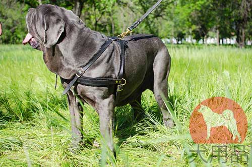 ナポリタンマスティフ用ウェイトプルハーネス