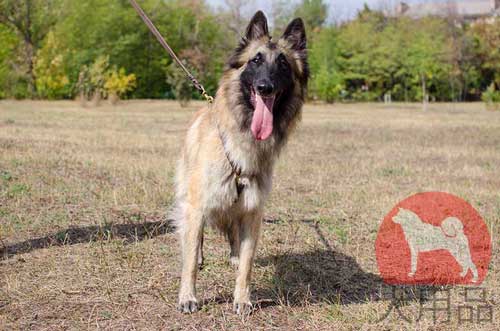 大型犬用ハーネス　タービュレン