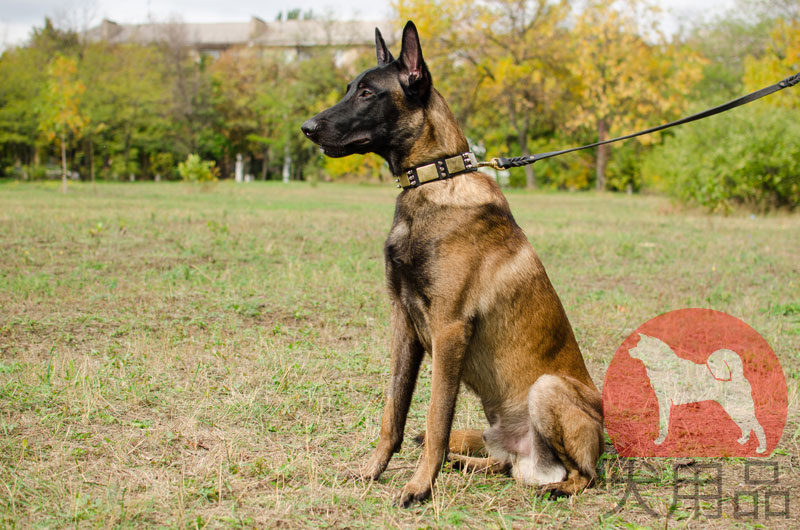 大型犬 首輪 かっこいい 10 569