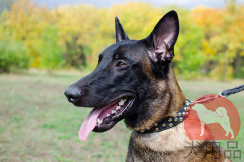 大型犬　首輪　高級