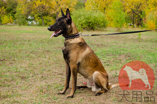 大型犬　首輪　丈夫