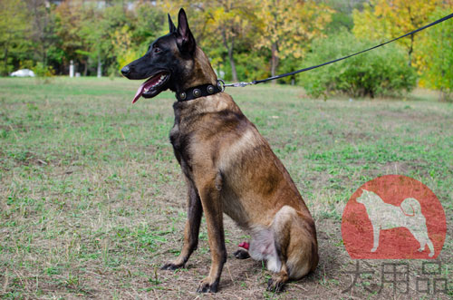 大型犬　首輪　かっこいい