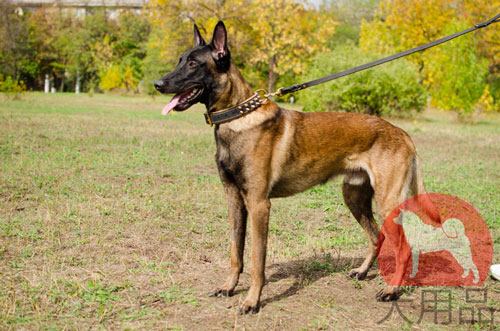 大型犬　首輪　おしゃれ