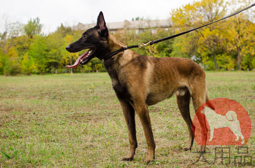 大型犬　スリップカラー