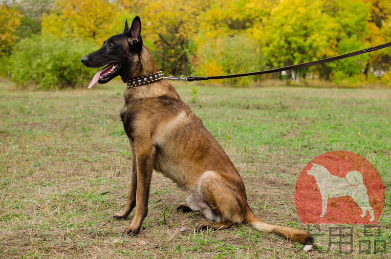 大型犬のマリノアにぴったり合うかっこいい首輪 S57 1113 Leather Collar 犬用品 犬グッズ 犬訓練用具 犬用品通販 犬 用品 犬グッズ 犬訓練用具 犬用品通販