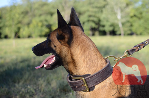 大型犬　首輪　ハンドクラフト