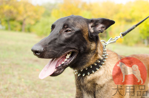 犬　首輪　海外