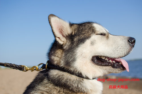 大型犬　チョーク