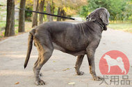スパイク付ナイロン犬 首輪 スパイク付ナイロン犬 首輪