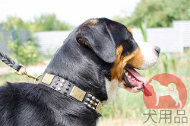 マウンテンドッグ かっこいい首輪 マウンテンドッグ かっこいい首輪