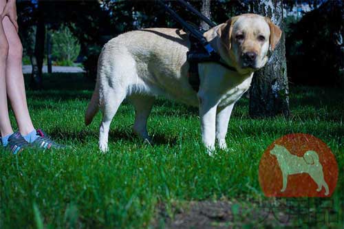 盲導犬　ラブラドール